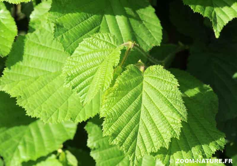 Annexe corylus-feuilleverte.jpg