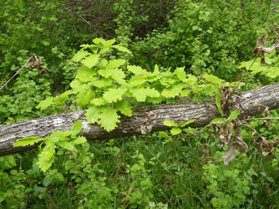 Annexe Taillis chêne 2.jpg