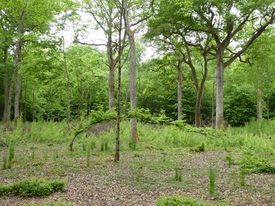 Annexe Taillis charme 1.jpg