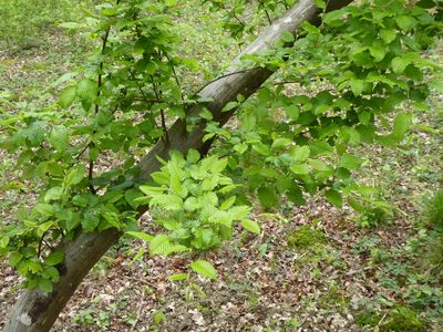 Annexe Taillis charme 2.jpg