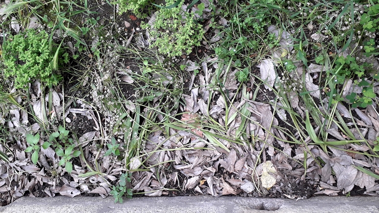 Annexe vue-zone-allium-neapolitanum-cirrillo.jpg