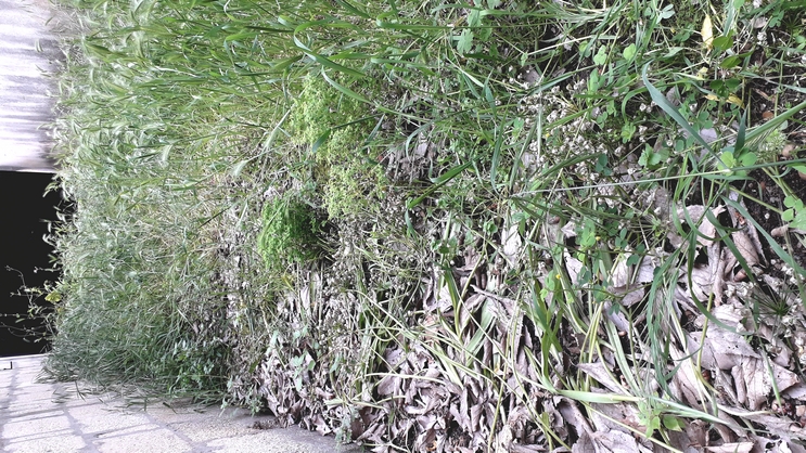 Annexe zone-allium-neapolitanum-cirrillo.jpg