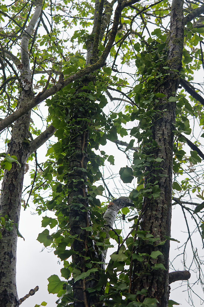 Annexe IMG_1300_DxO.jpg