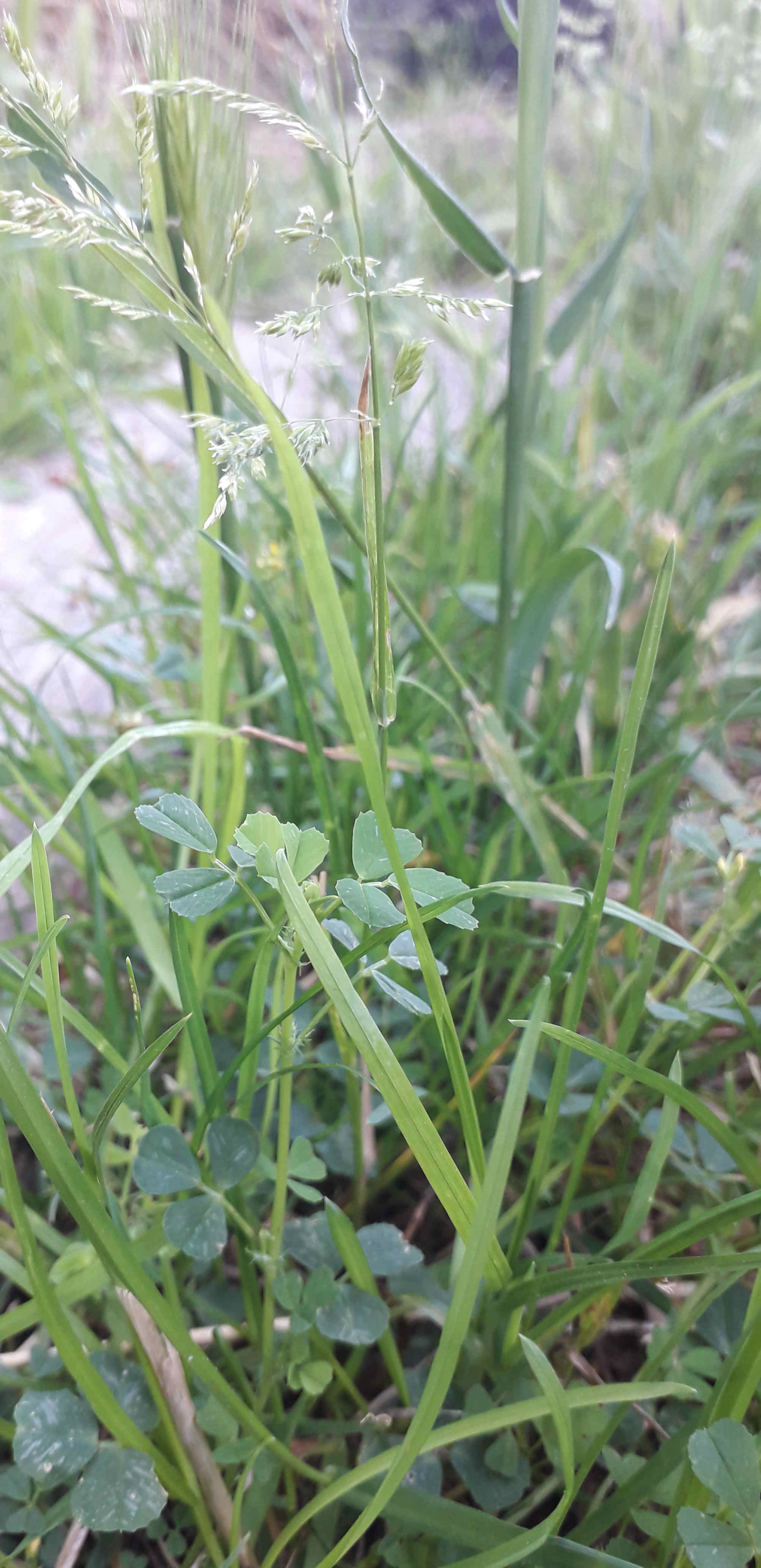 Annexe poacées et fabacées.jpg