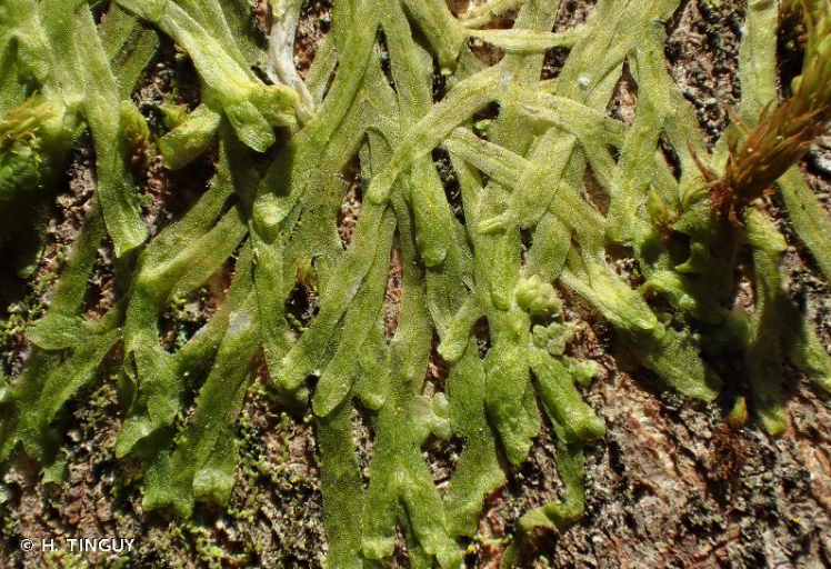 Annexe Capture d’écran 2020-05-03 à 12.01.45.png