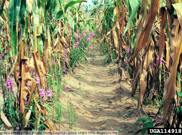 Annexe Striga-hermonthica-mais.jpg