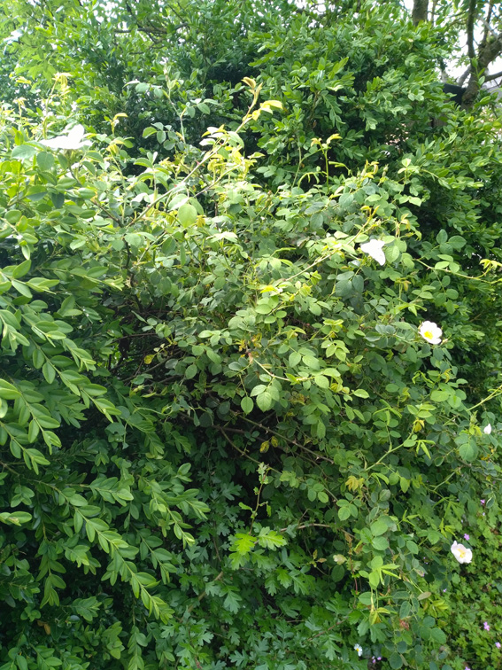 Annexe Rosa_canina_Buis.jpg