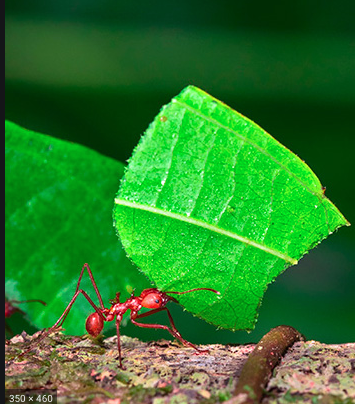 Annexe Fourmis coupeuses de feuilles.png