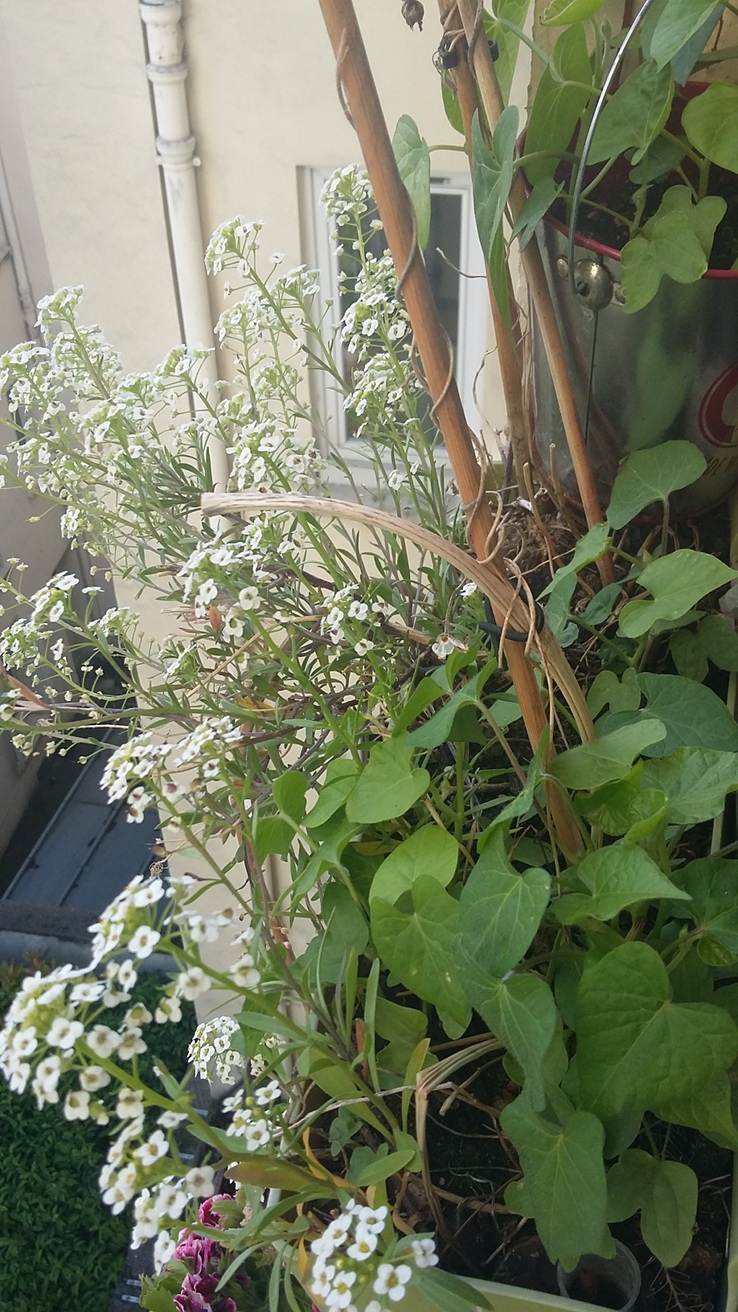 Annexe small 20200503_170224.jpg