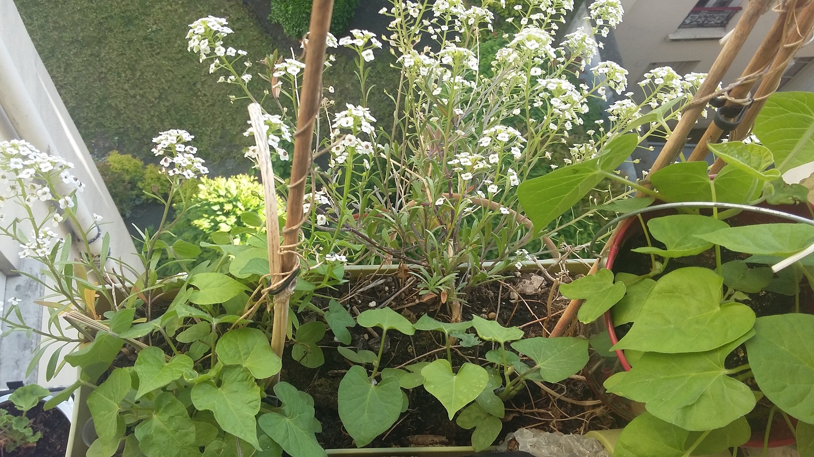 Annexe smalll 20200503_170129.jpg