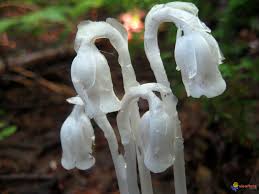 Annexe monotrope.jpg