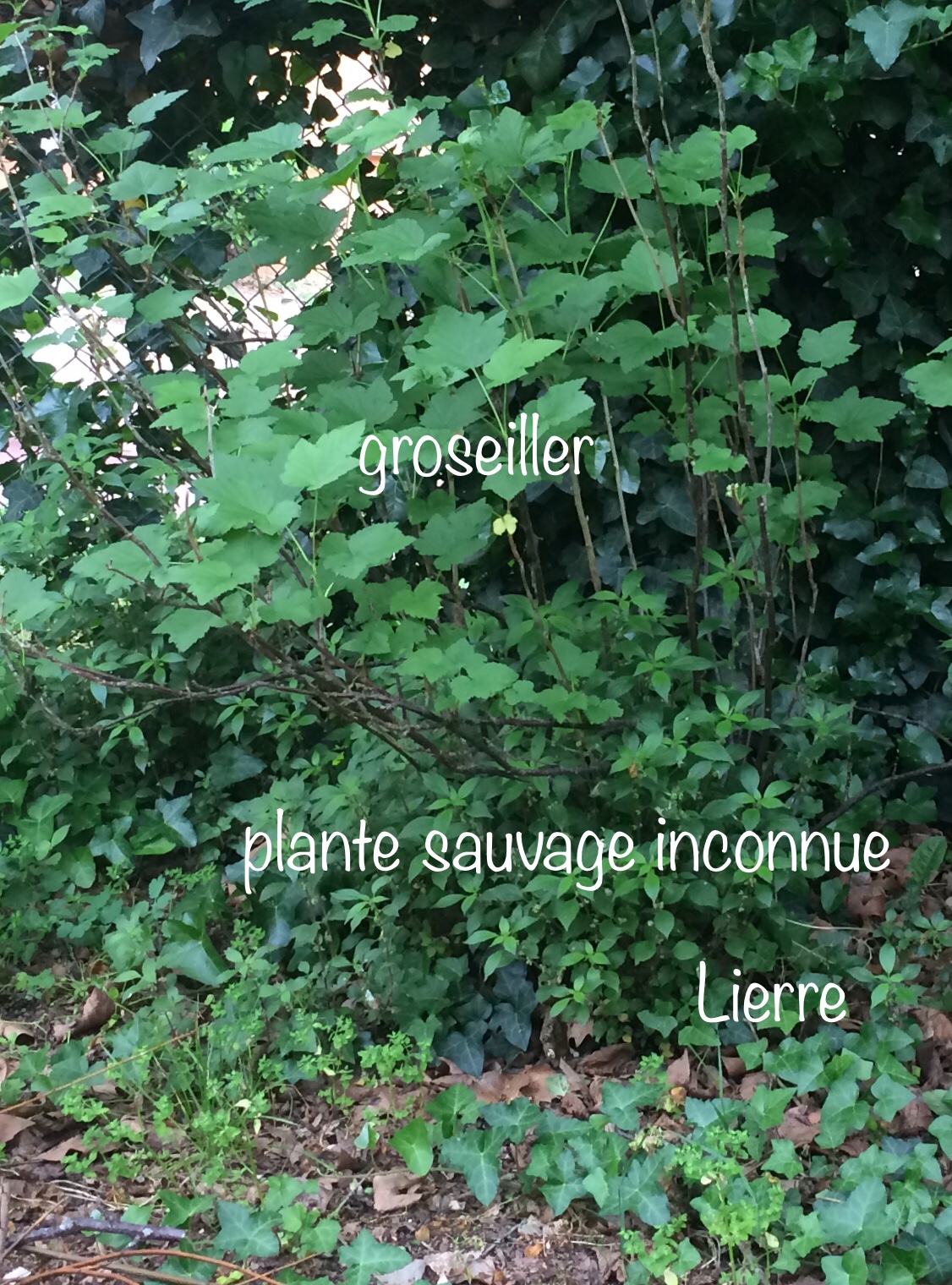 Annexe AFCBCD45-EC25-4D2F-A258-45D5F4C2031C.jpeg