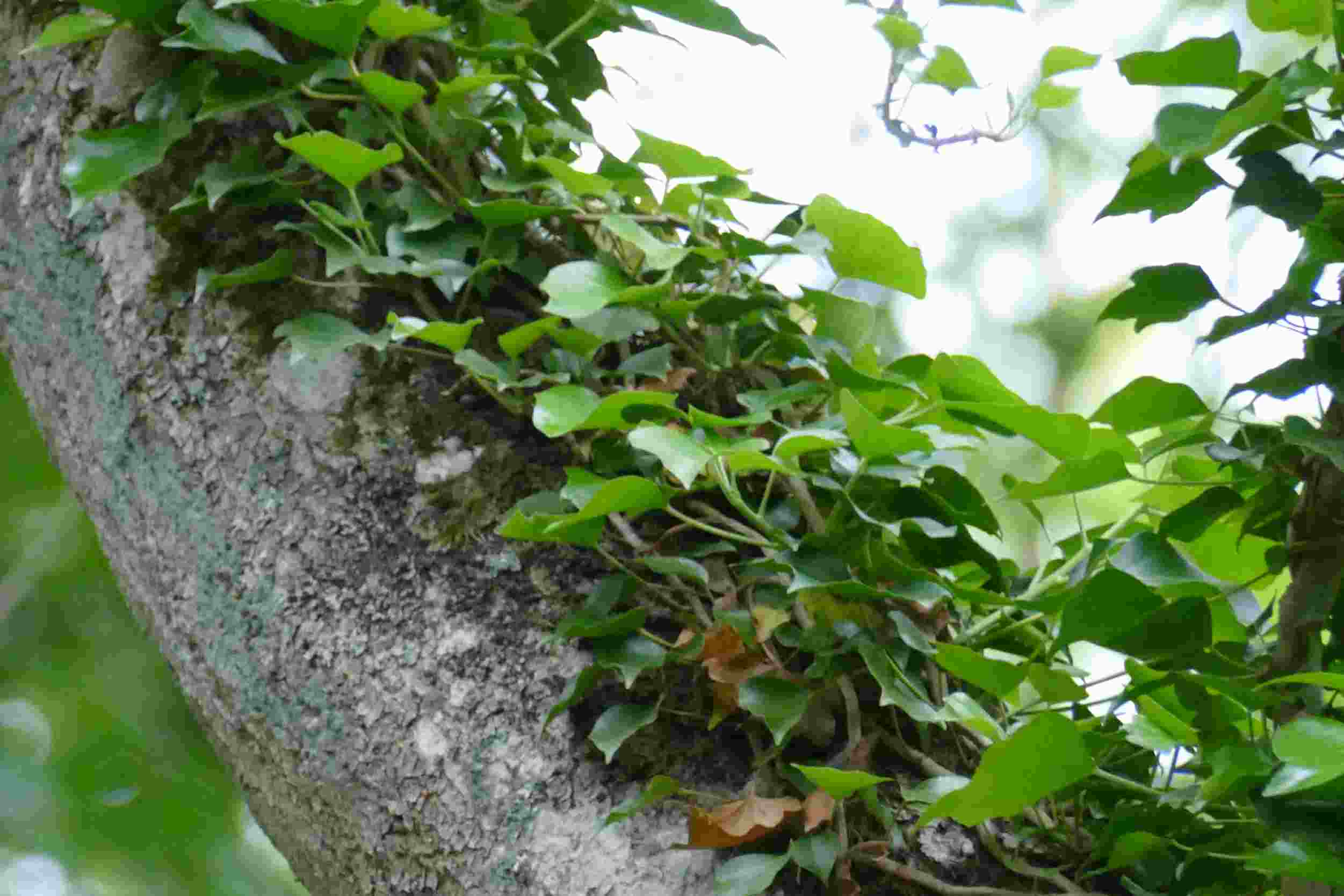 Annexe P1090894esssai.JPG