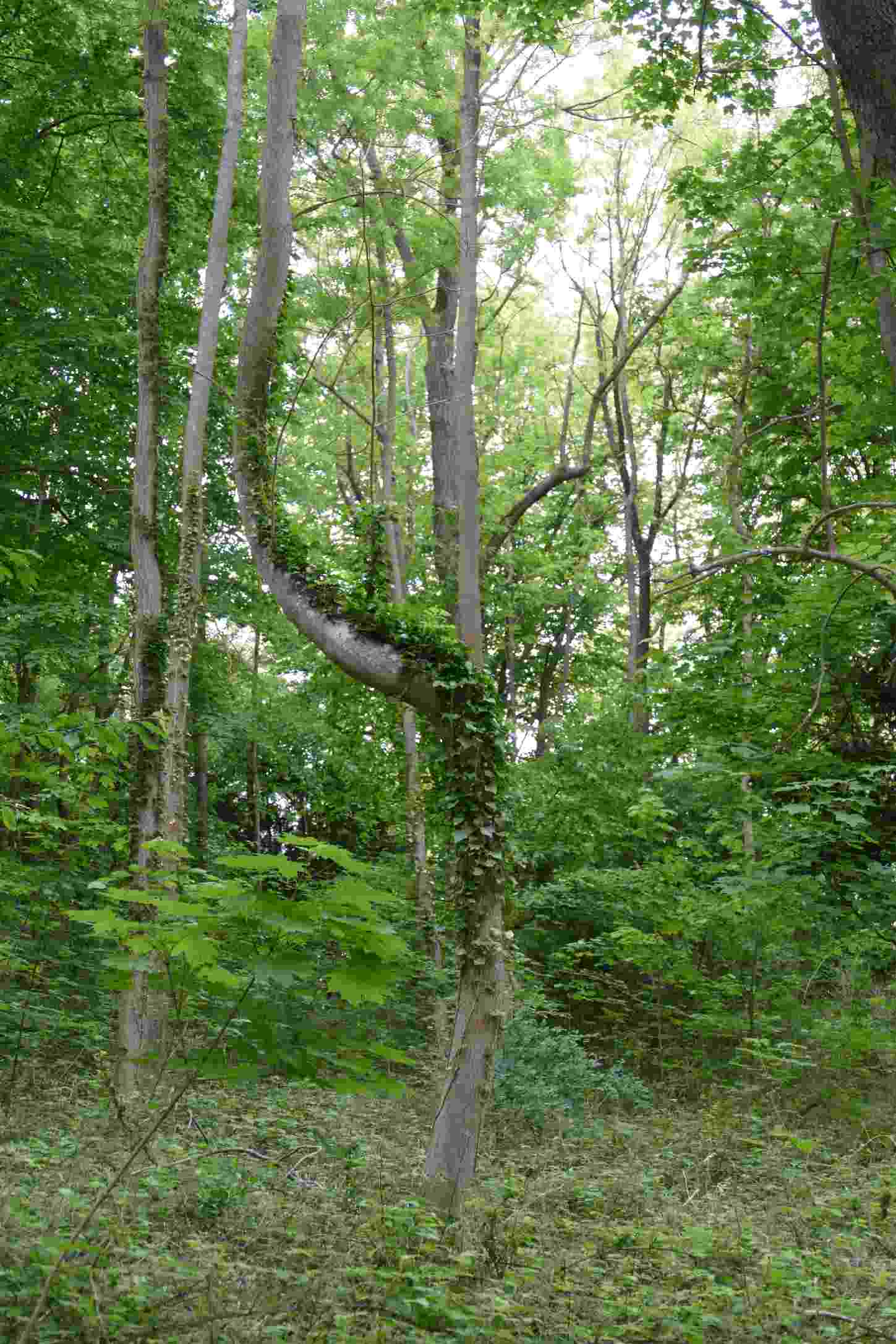 Annexe P1090895essai.JPG