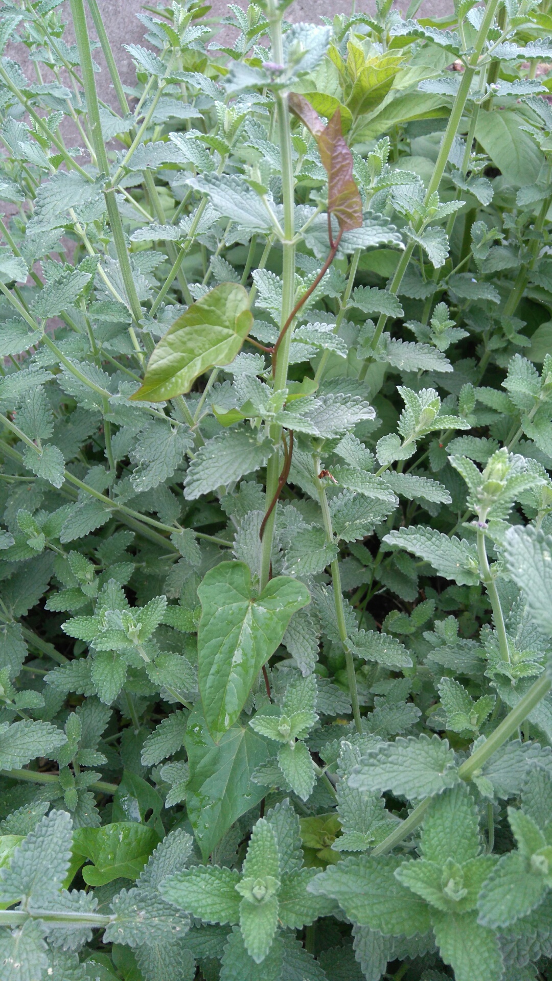 Annexe interaction1.JPG