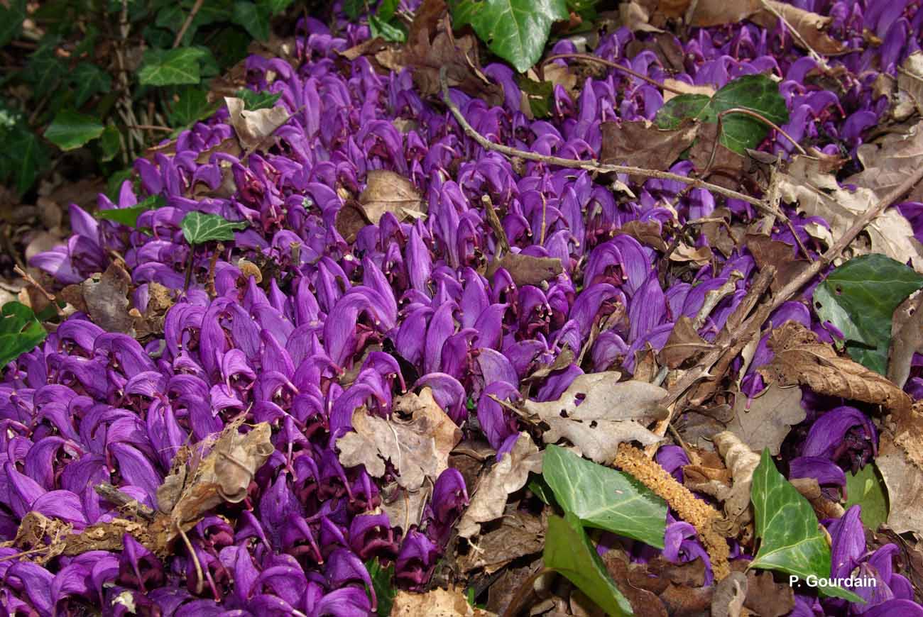 Annexe Lathraea clandestina.jpg