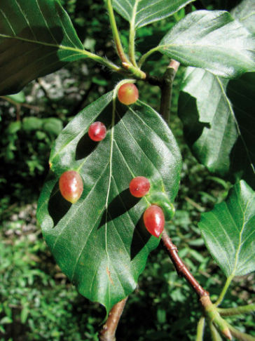 Annexe Mikiola fagi sur une feuille de hêtre..png