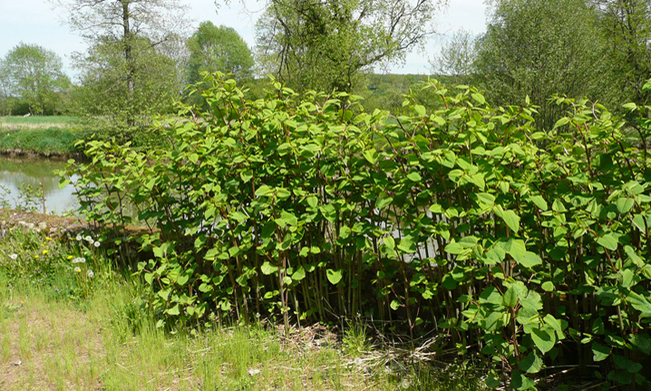 Annexe Renouee-du-japon-1.jpg