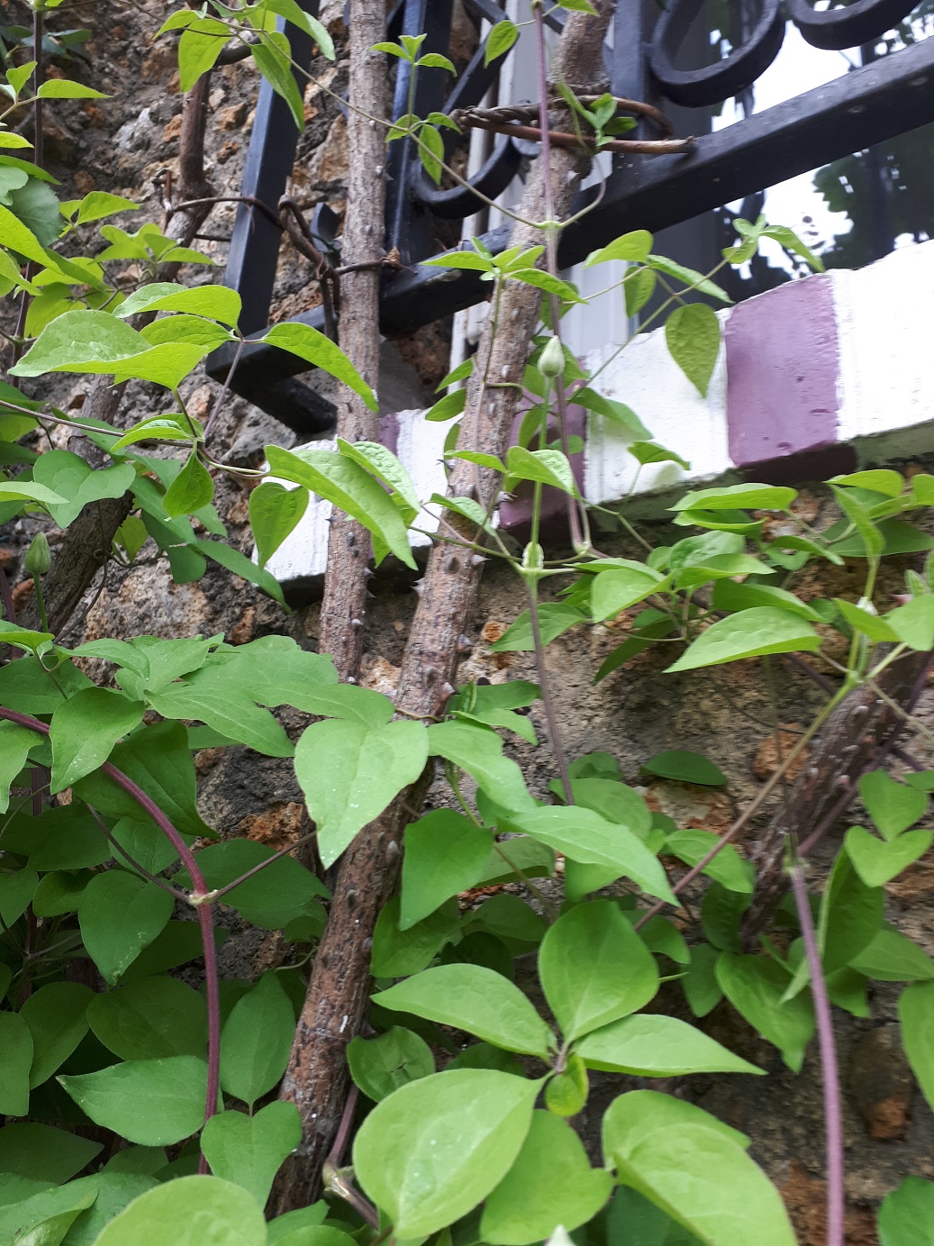 Annexe Parasitisme faible.jpg