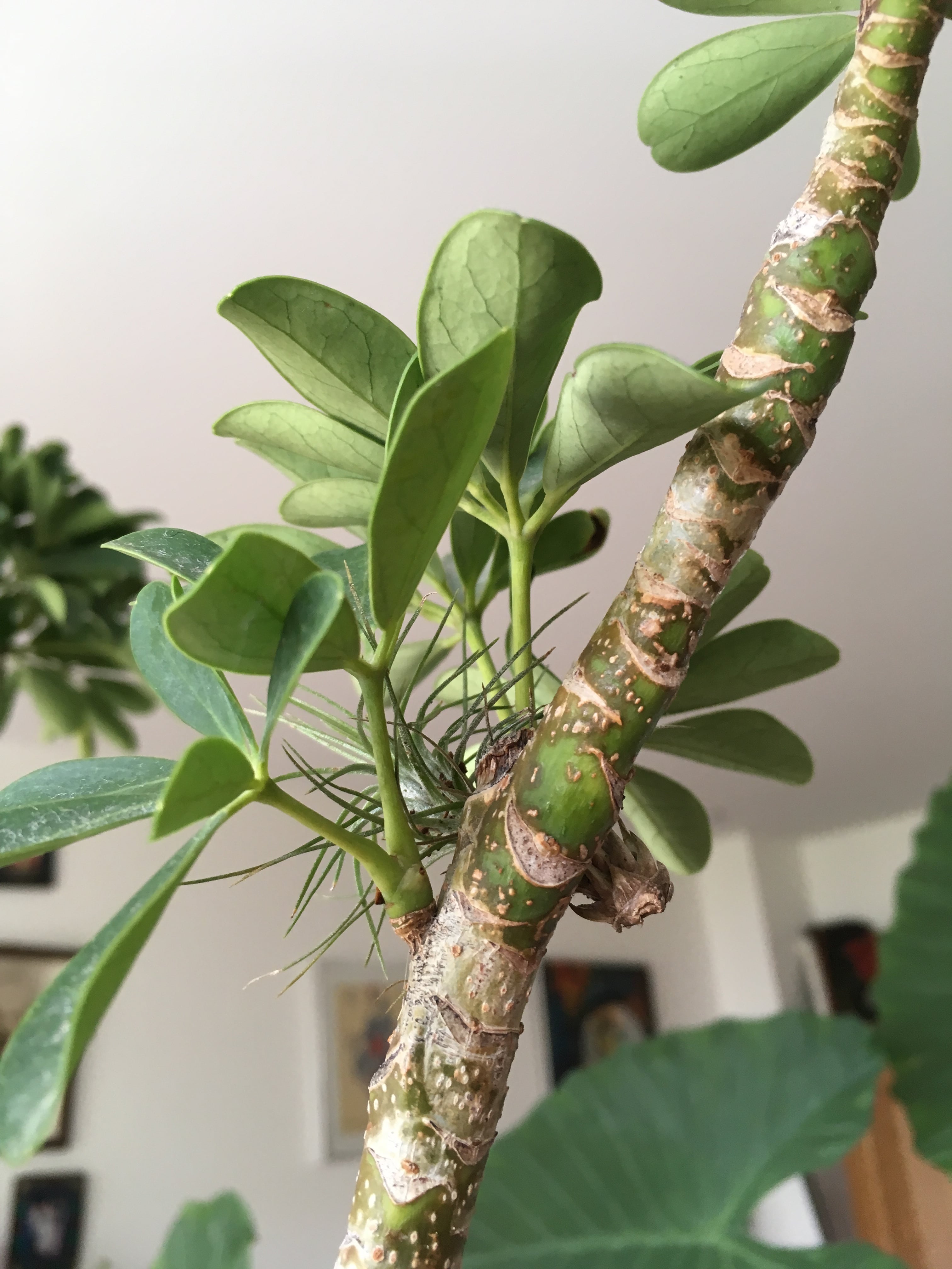 Annexe IMG_8736-min.JPG