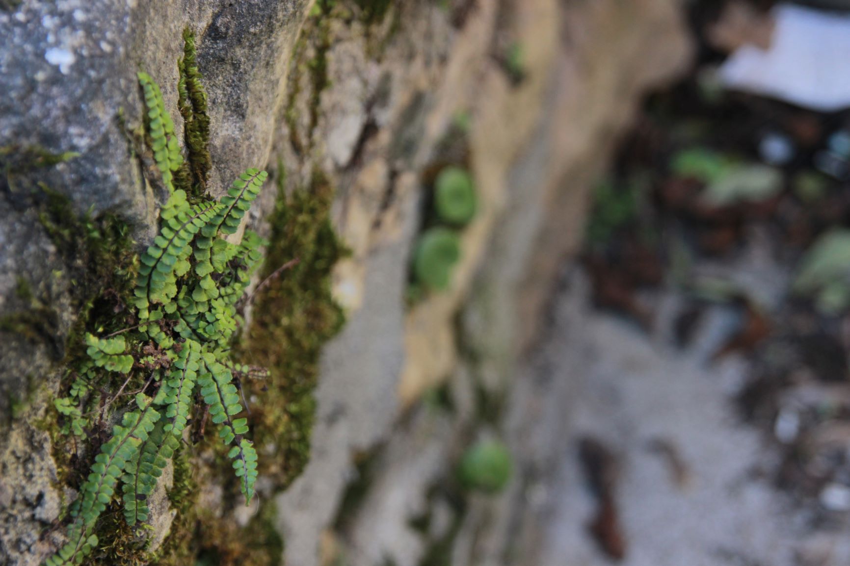 Annexe interaction - favorisation.JPG