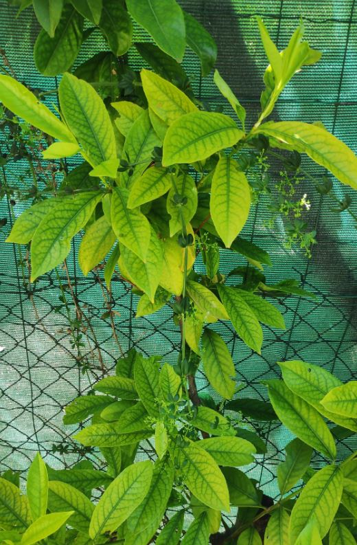 Annexe Rubia peregrina.JPG