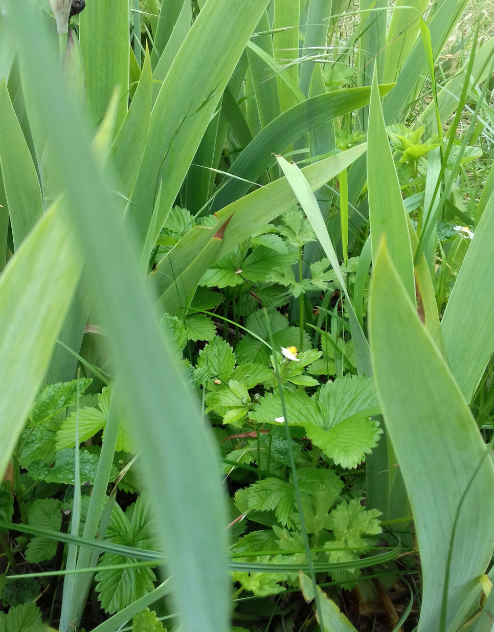 Annexe IMG_20200504_130006bis.jpg