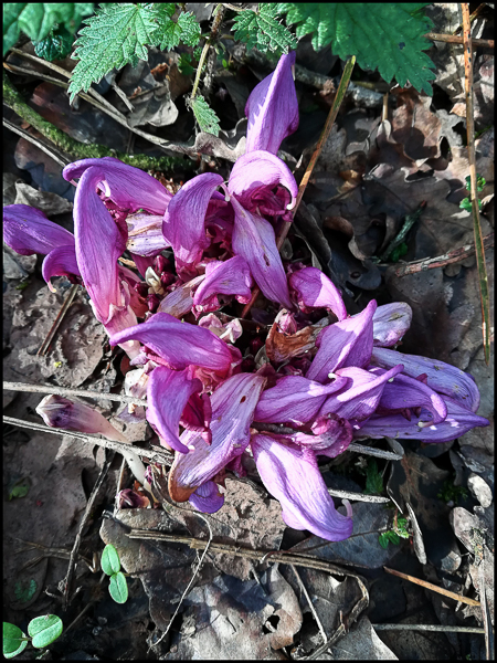 Annexe clandestina.jpg