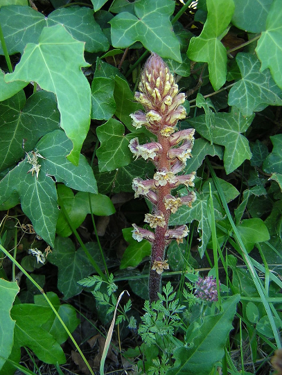 Annexe Capture d’écran 2020-05-04 à 16.33.56.png