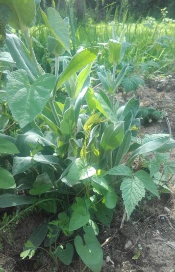 Annexe 20200504_160818.jpg