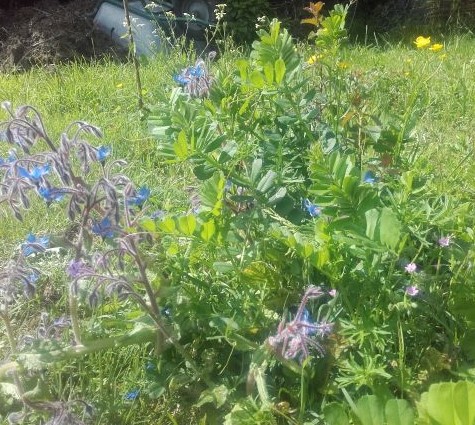 Annexe 20200504_160926.jpg