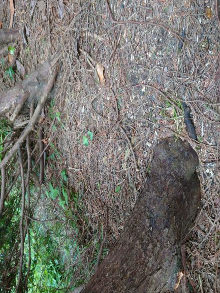 Annexe Thuya et terpènes photo allégée.JPG