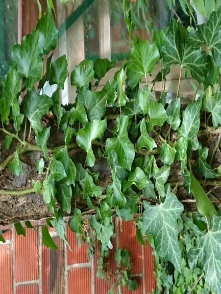Annexe photo Hedera helix allégée.JPG