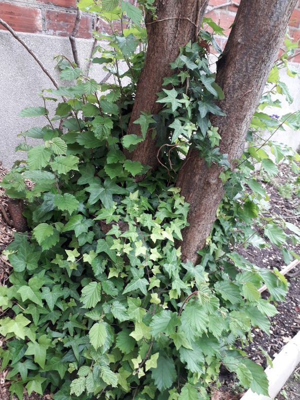 Annexe 20200504_165141.jpg