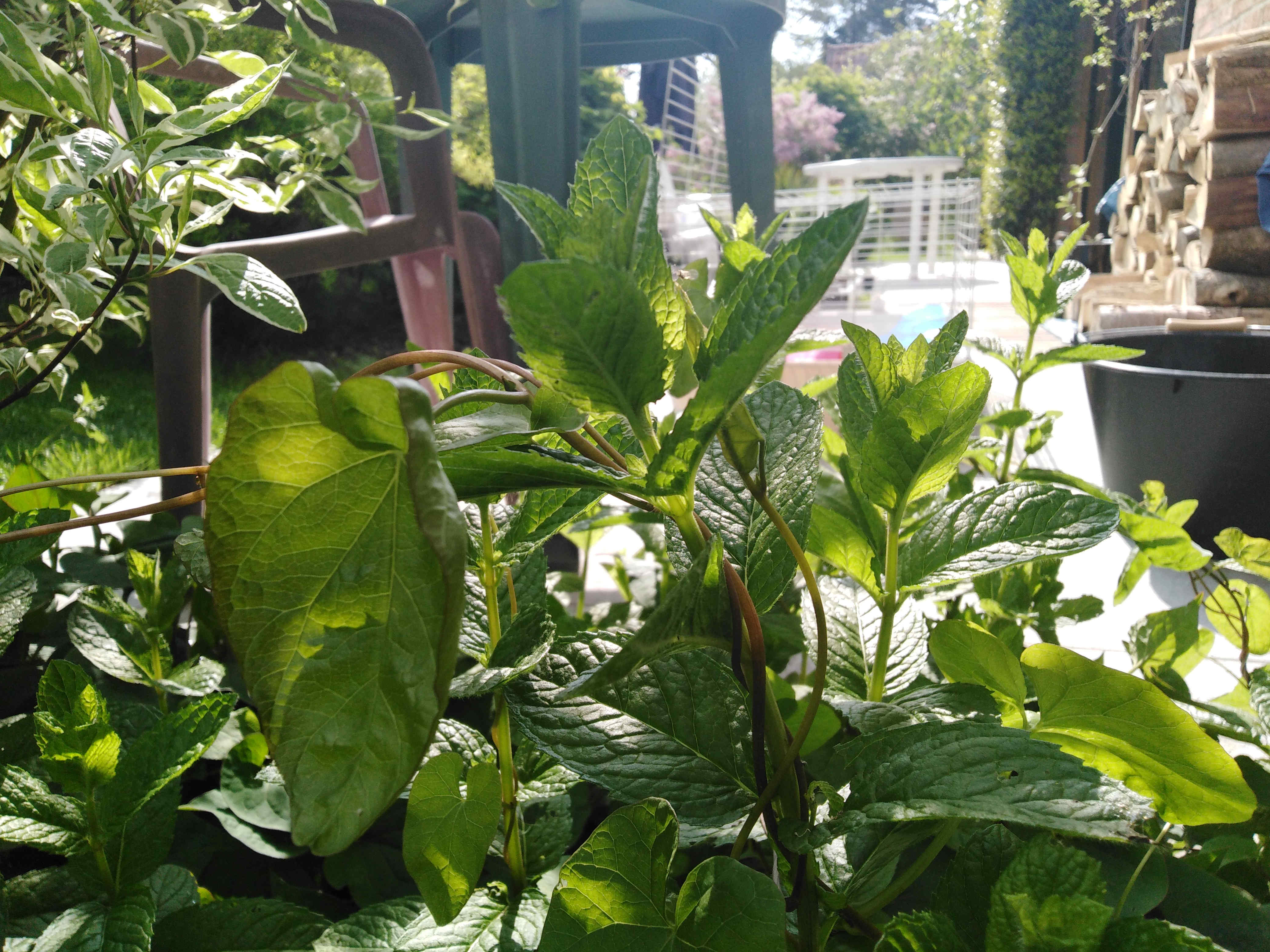 Annexe liseron comp.jpg