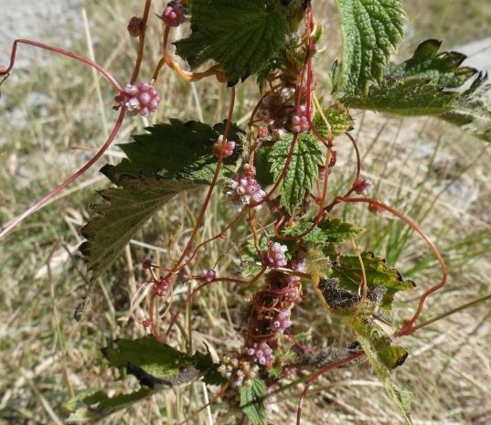 Annexe cuscute 2.jpg