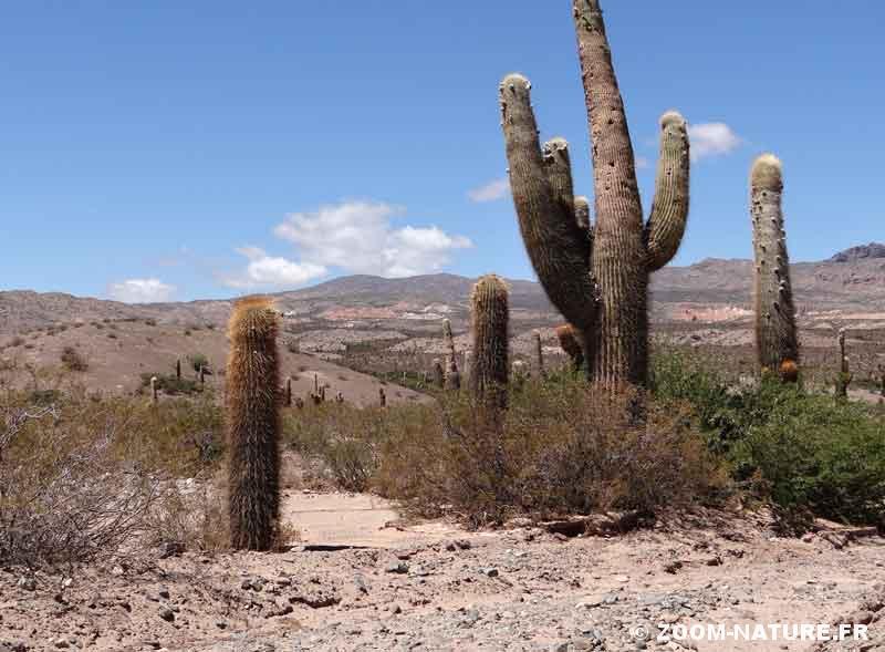 Annexe cacfac-nursadult.jpg