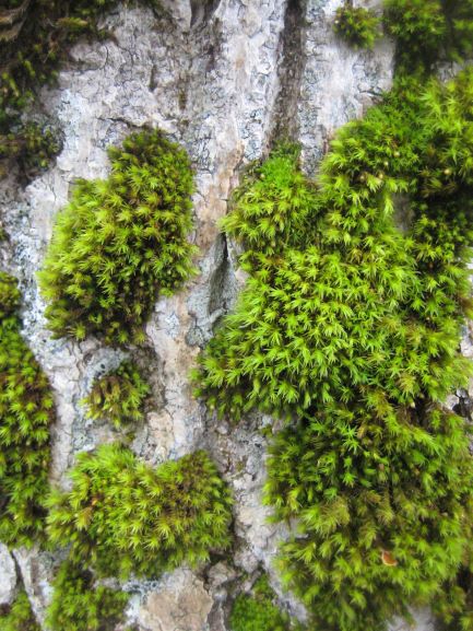 Annexe IMG_4472 - Copie2.JPG