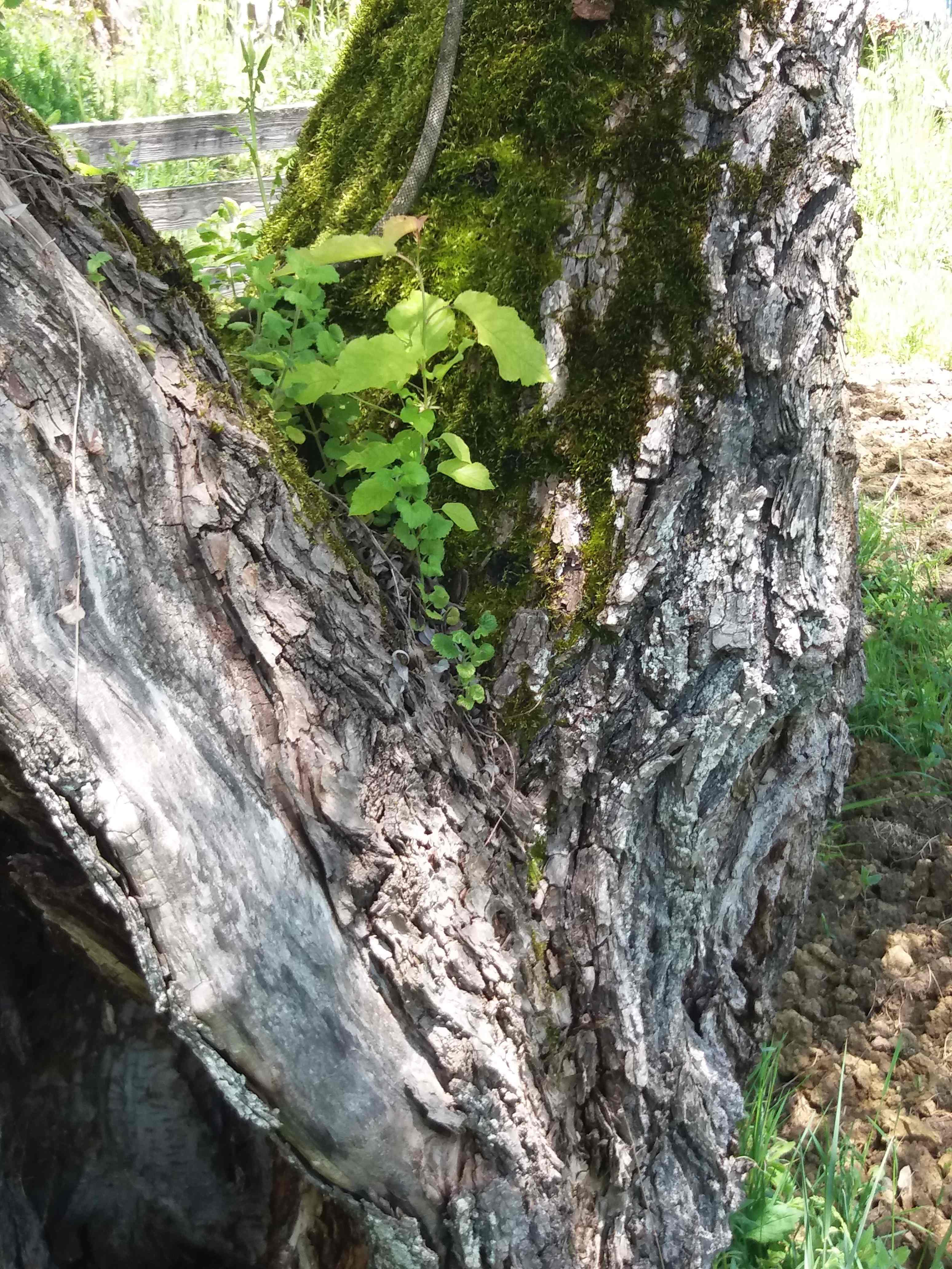 Annexe commensal.jpg