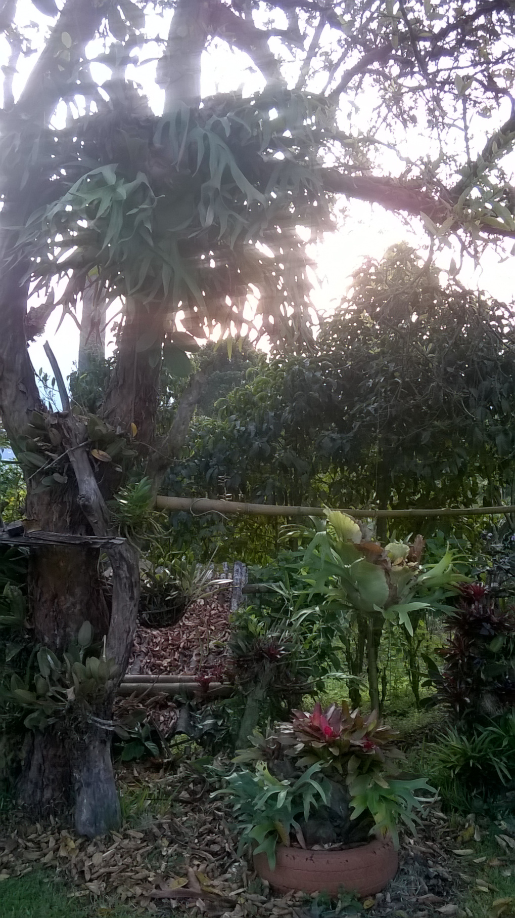 Annexe Epiphytes 2.jpg