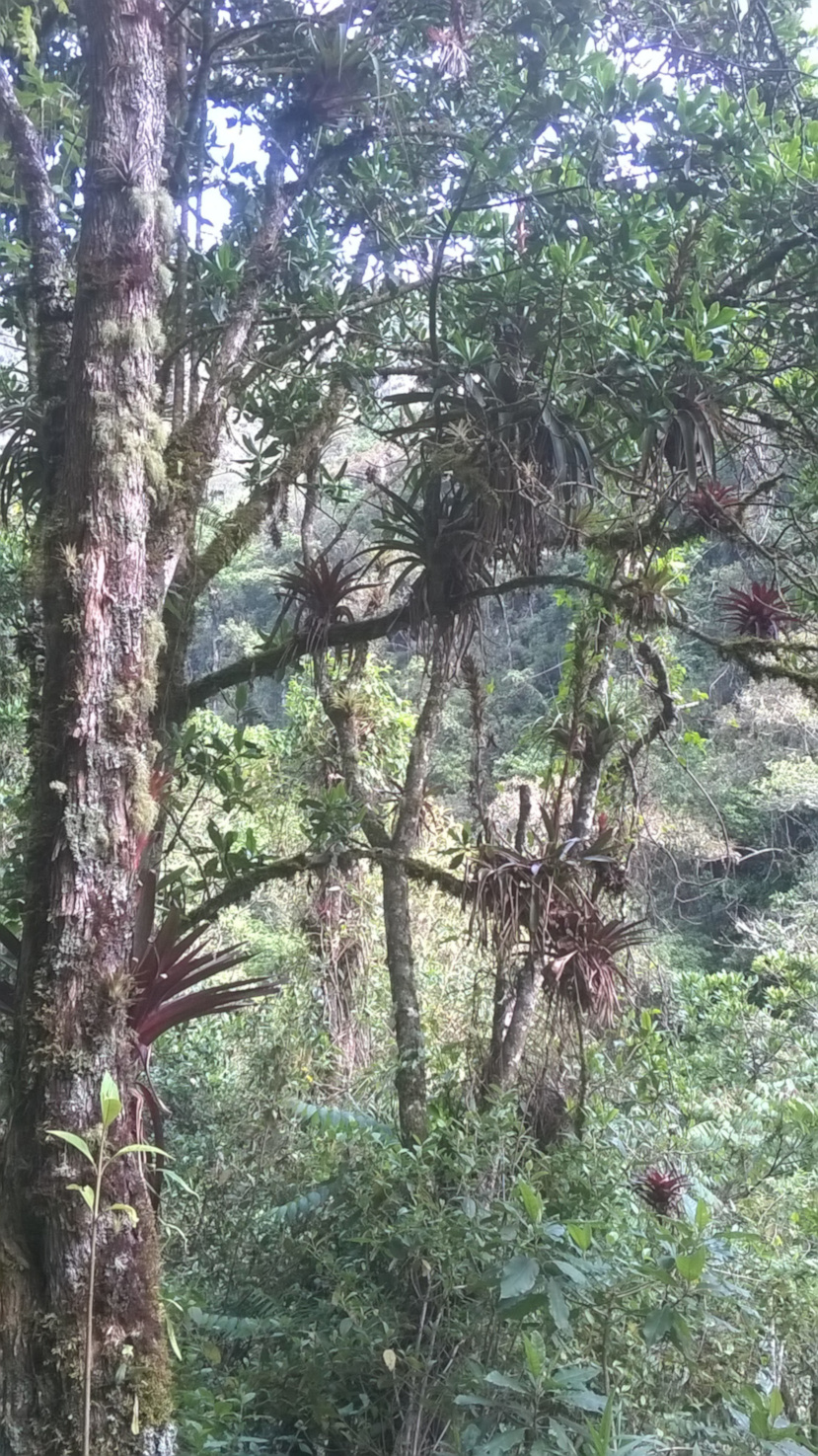 Annexe Epiphytes.jpg