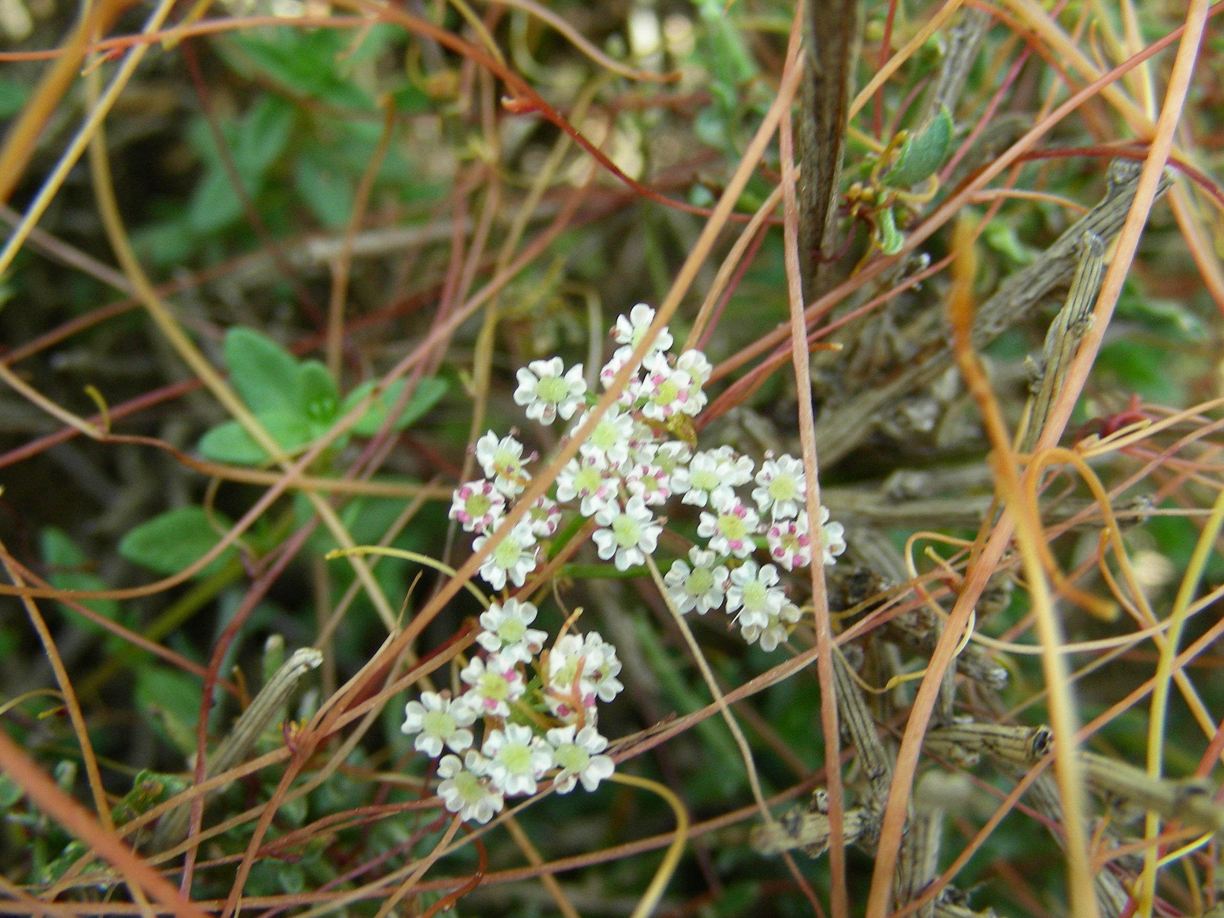 Annexe Cuscuta sp sur Anthyllis hermaniae _Col de Verghio_26juin08_CF-1.JPG