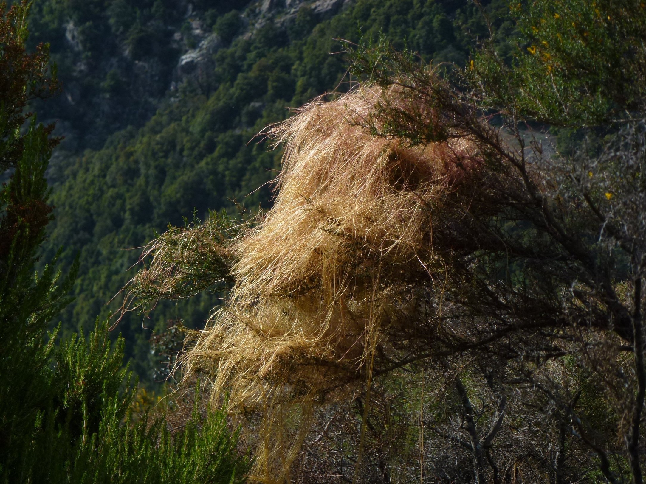Annexe Cuscute sur Genista corsica _FR9402008_Creno_14juin2012_CF.JPG