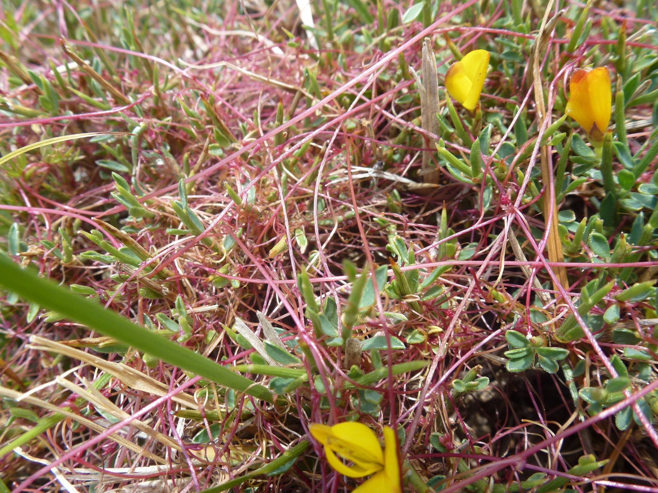 Annexe cuscute sur anthyllis _Cintu_10juill2013_CF.JPG