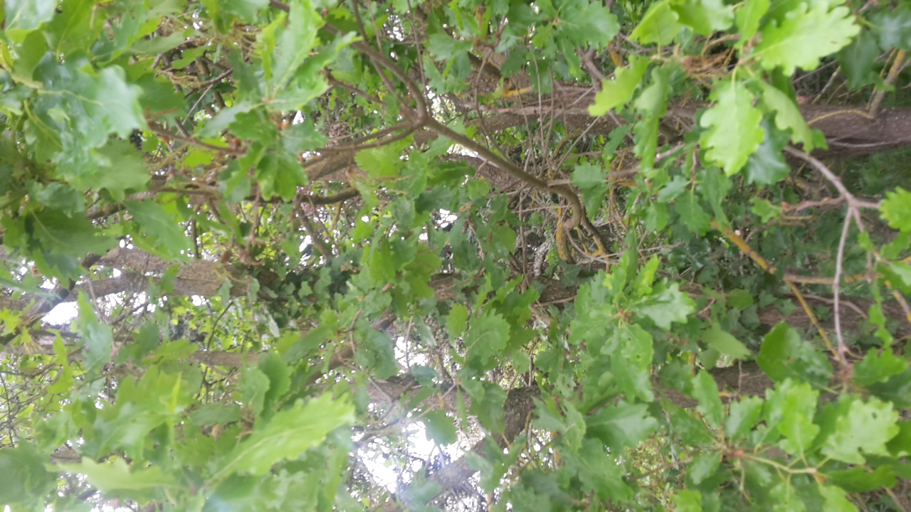 Annexe 20200421_170737.jpg