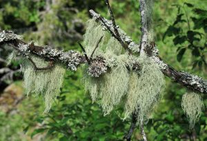 Annexe commens-lichusn-300x205.jpg