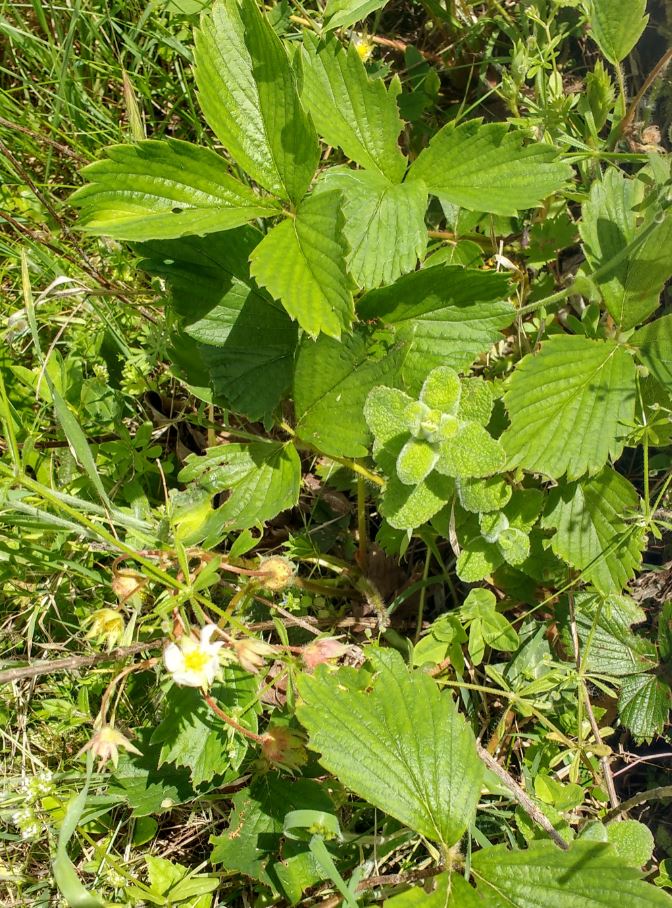 Annexe Fraisiers  menthe.JPG