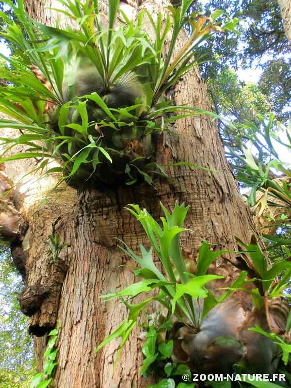 Annexe galax-platy.jpg