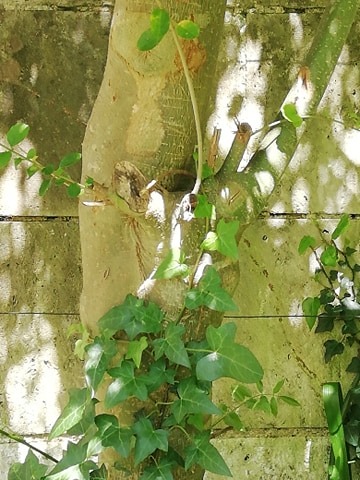 Annexe Parasitisme éiphytisme.jpg