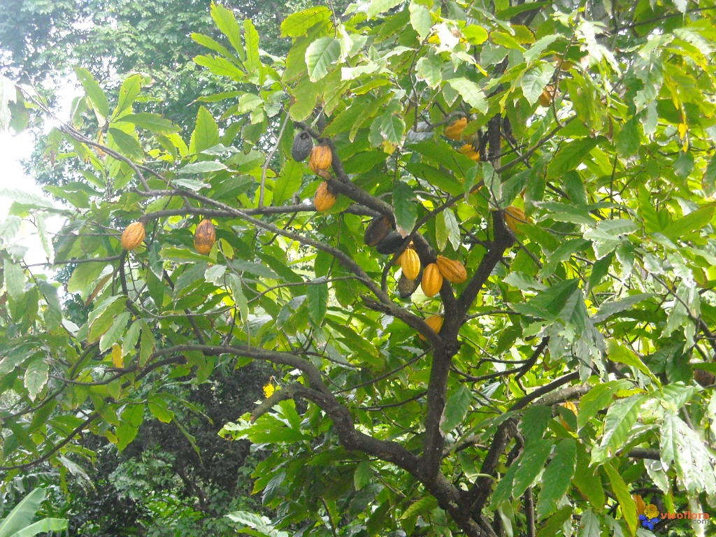 Annexe le-cacaoyer-visoflora-9217.jpg